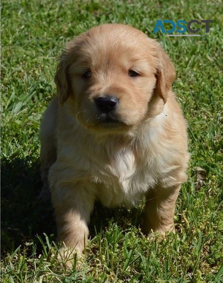 Golden Retriever puppies for sale 