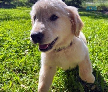 Golden Retriever puppies for sale 