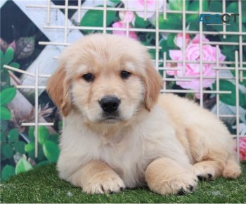 Golden Retriever puppies for sale 