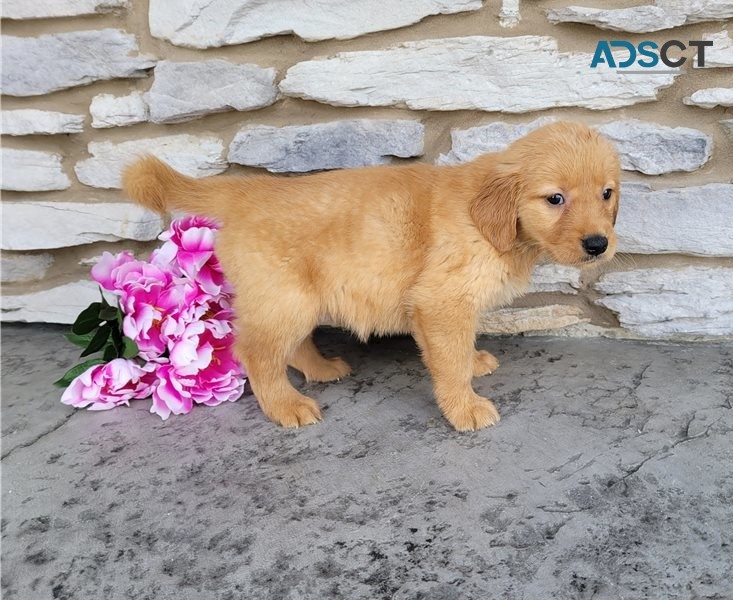 Golden Retriever puppies for sale 