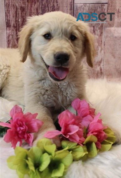 Golden Retriever puppies for sale 