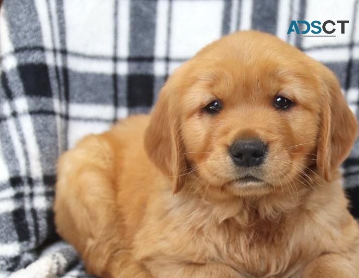 Golden Retriever puppies for sale 