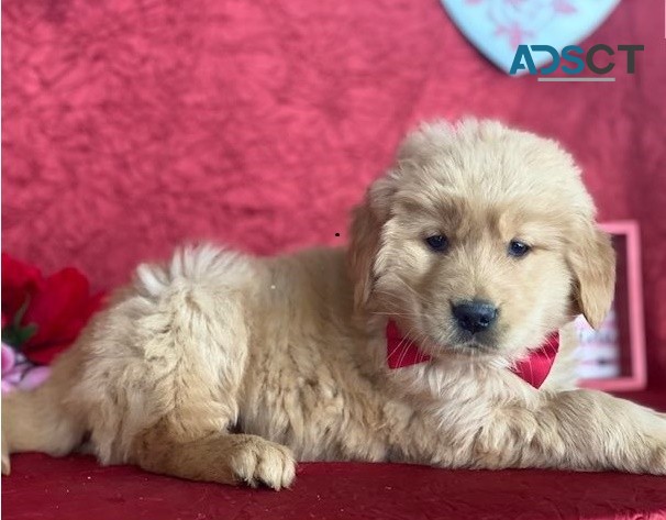 Golden Retriever puppies for sale 