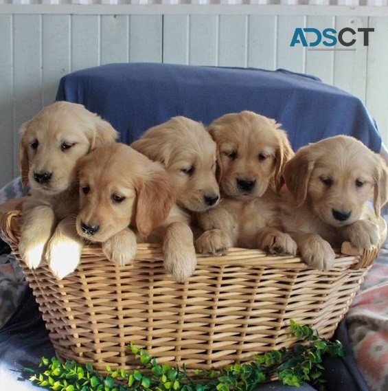 Golden Retriever puppies for sale 