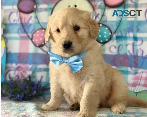 Golden Retriever puppies for sale 