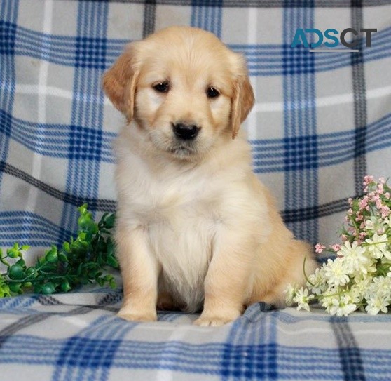 Golden Retriever puppies for sale 