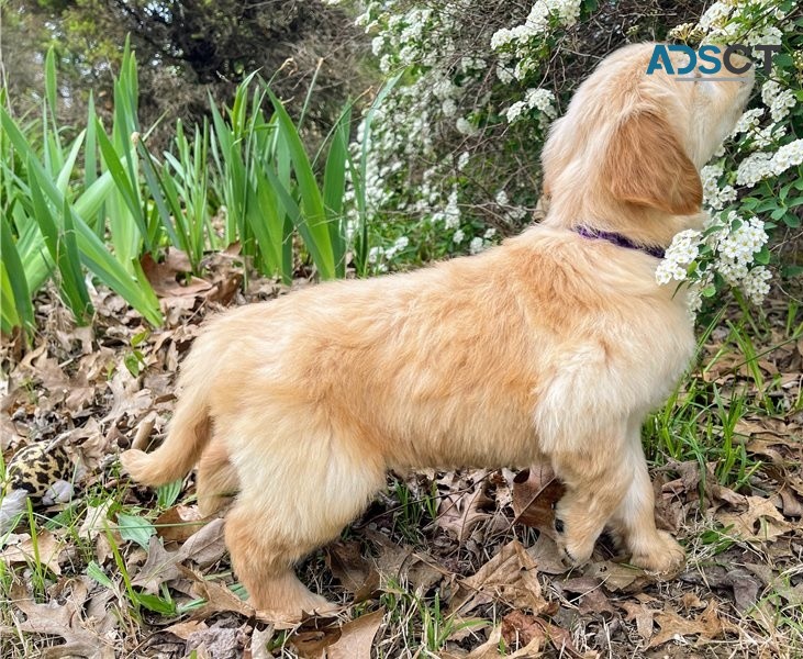 Golden Retriever puppies for sale 