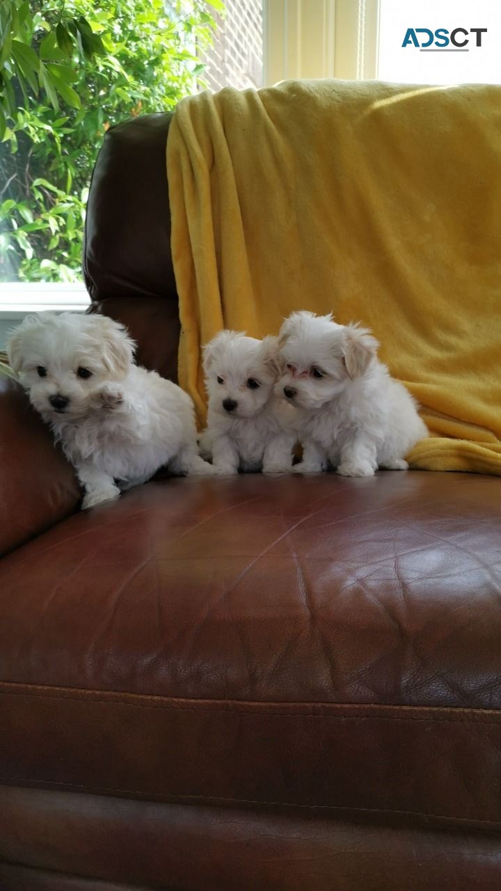 Beautiful Maltese Puppies for Sale