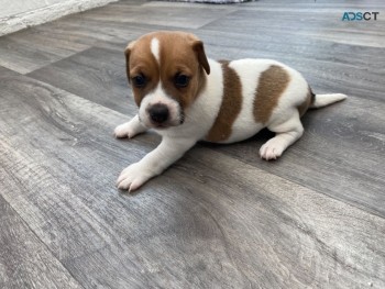 Jack Russell Terrier puppy for sale 