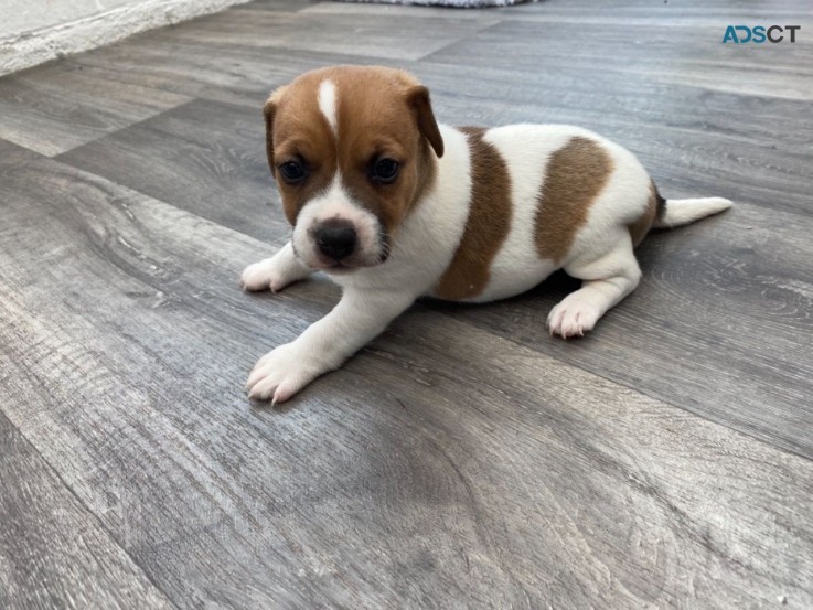 Jack Russell Terrier puppy for sale 