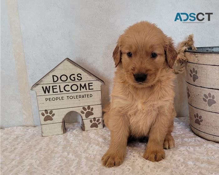 Golden Retriever puppies for sale 