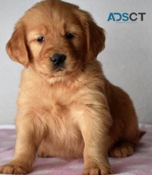 Golden Retriever puppies for sale 