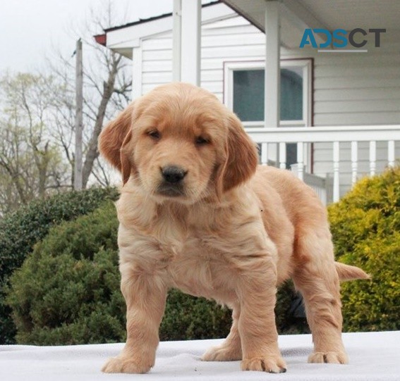 Golden Retriever puppies for sale 