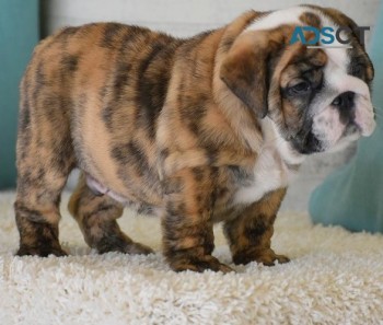 English bulldog for sell