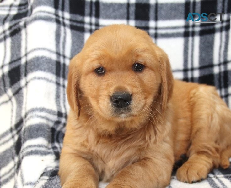 Golden Retriever puppies for sale 