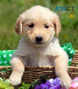 Golden Retriever puppies for sale 