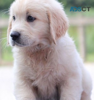 Golden Retriever puppies for sale 