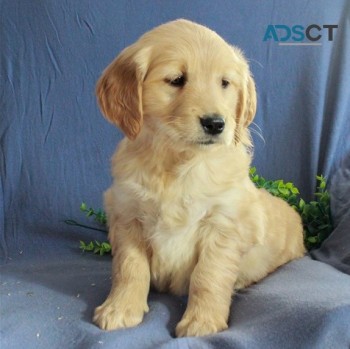 Golden Retriever puppies for sale 