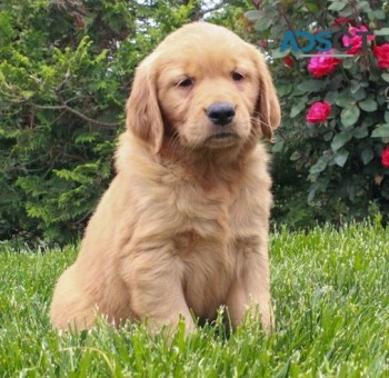 Golden Retriever puppies for sale 