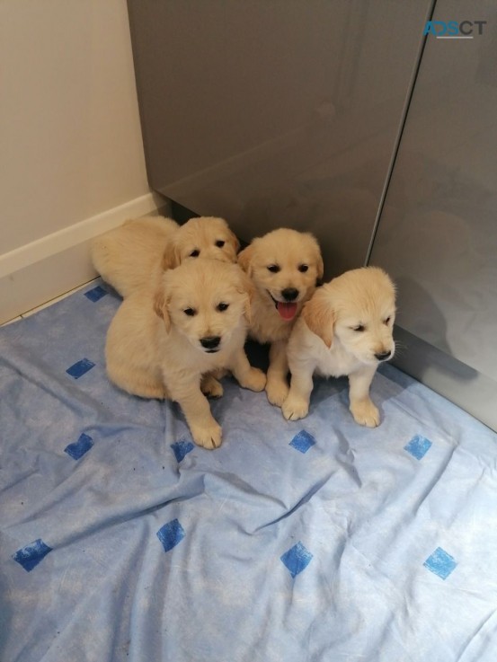 Attractive Golden Retriever Puppies for 