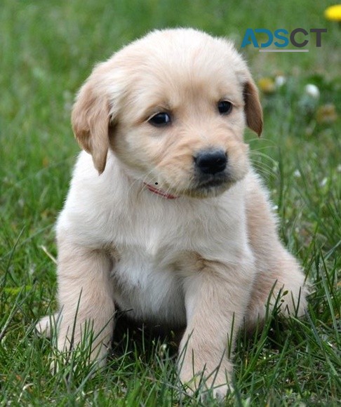 Golden Retriever puppies for sale 