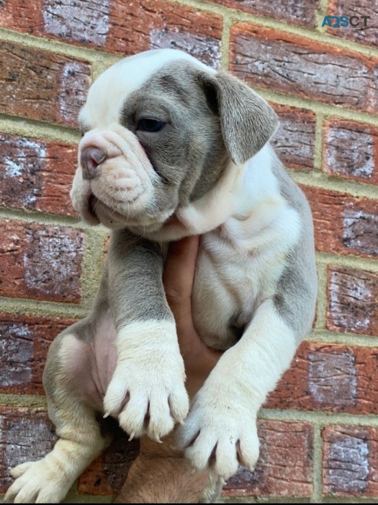 well raised english bulldog puppy for sa