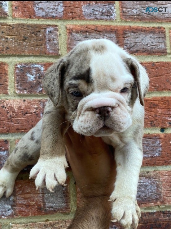 well raised english bulldog puppy for sa