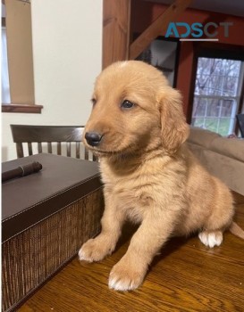 Golden Retriever puppies for sale 