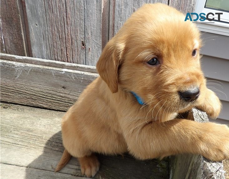 Golden Retriever puppies for sale 