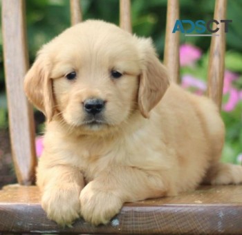 Golden Retriever puppies for sale 