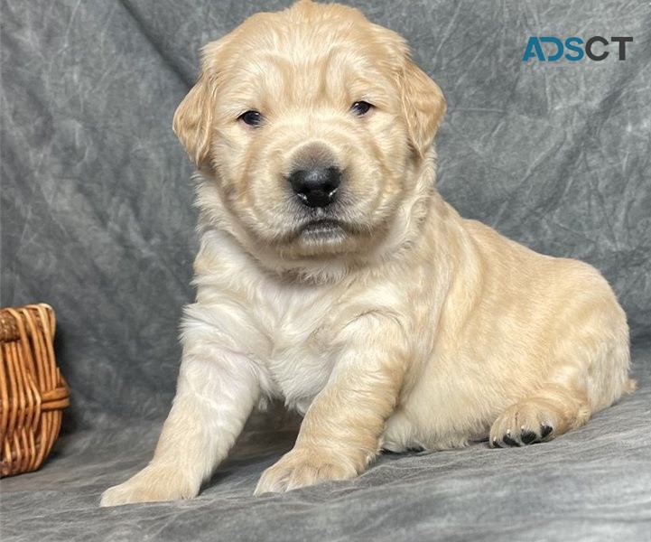 Golden Retriever puppies for sale 