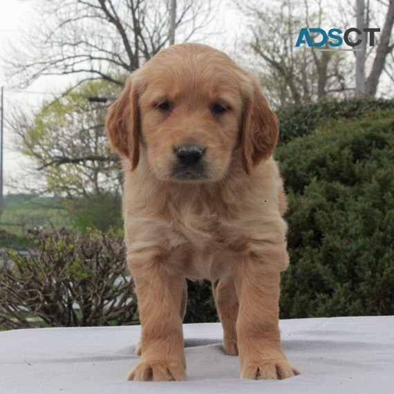 Golden Retriever puppies for sale 