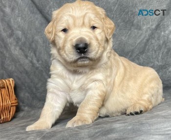 Golden Retriever puppies for sale 