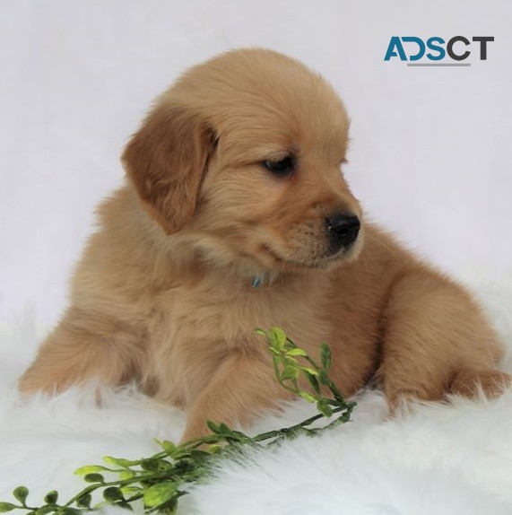 Golden Retriever puppies for sale 