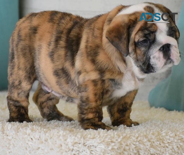 English bulldog for sell