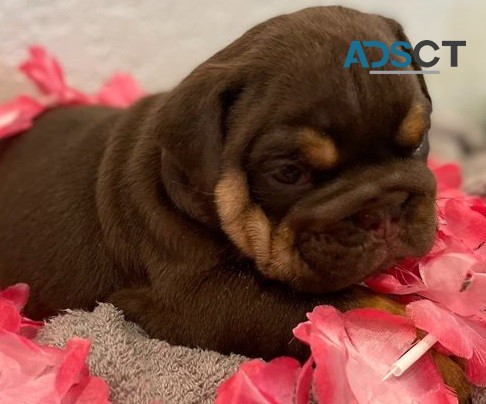 English bulldog for sell