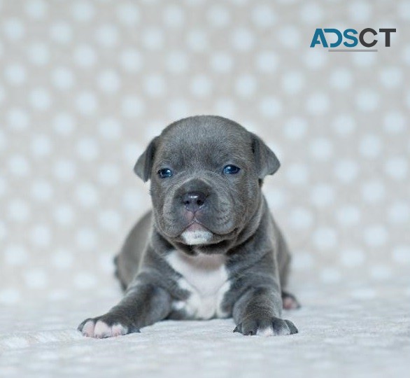 Blue Staffordshire Bull Terrier Puppies