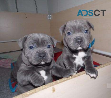 Blue Staffordshire Bull Terrier Puppies