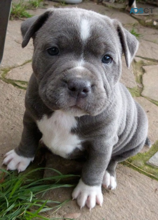 Blue Staffordshire Bull Terrier Puppies