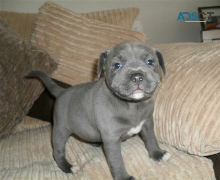 Blue Staffordshire Bull Terrier Puppies