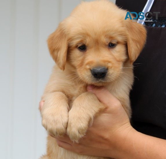 Golden Retriever puppies for sale 