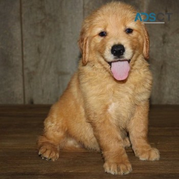 Golden Retriever puppies for sale 