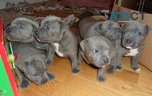 Blue Staffordshire Bull Terrier Puppies