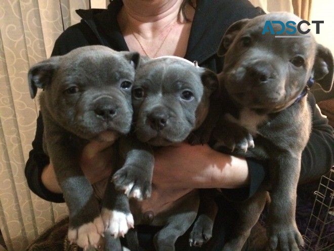 Blue Staffordshire Bull Terrier Puppies