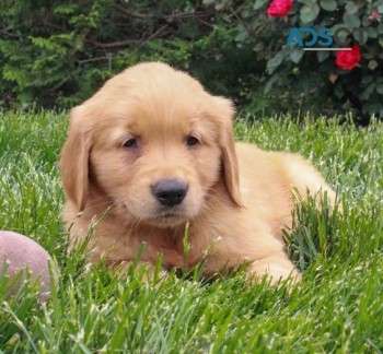 Golden Retriever puppies for sale 