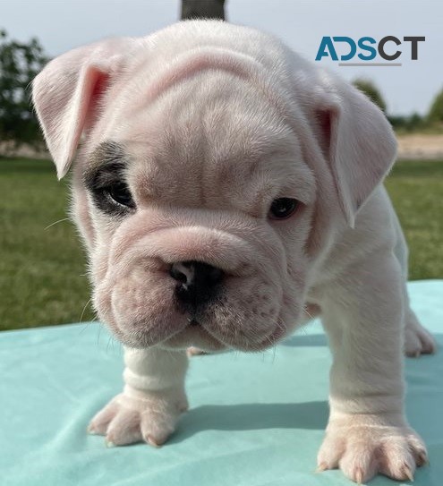 English bulldog for sell