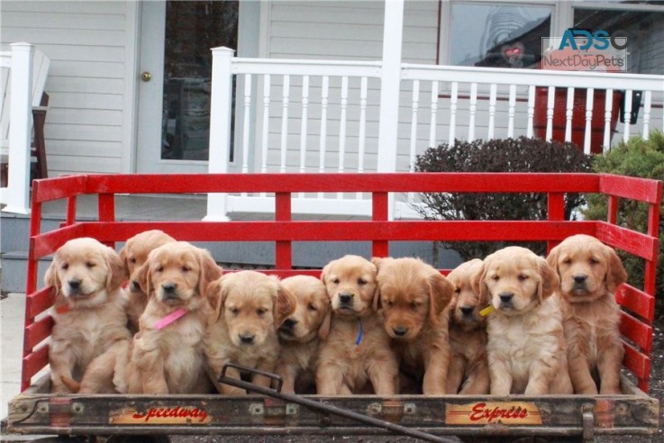 Golden Retriever puppies for sale 