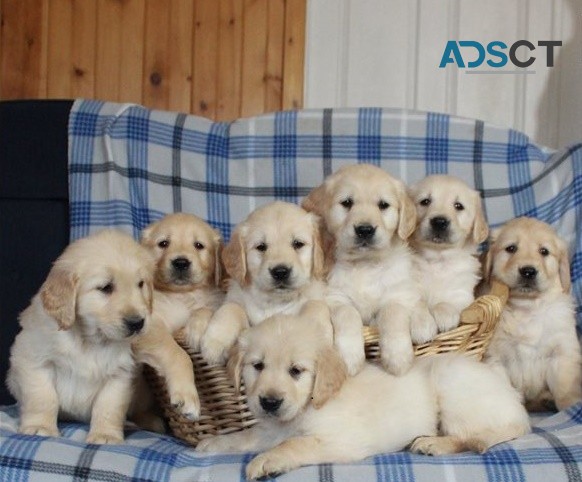 Golden Retriever puppies for sale 