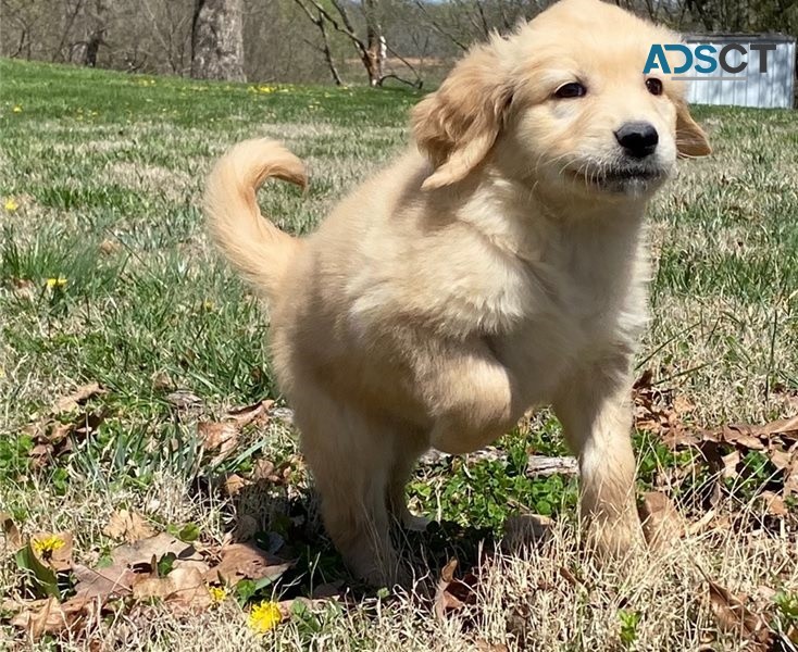 Golden Retriever puppies for sale 