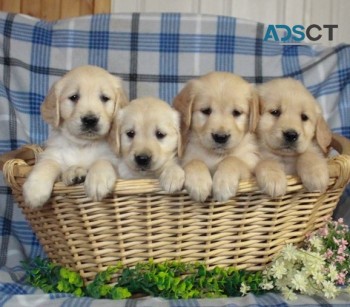 Golden Retriever puppies for sale 